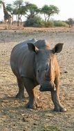 big rhino in the national park