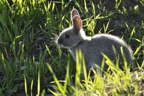 gray rabbit among high grass close up