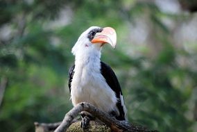 Beautiful black and white Hornbill Bird with the colorful beak at blurred background