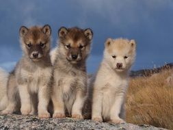 sled Dog puppies In Greenland