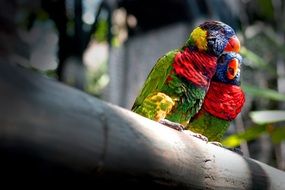 two colorful parrots on a branch