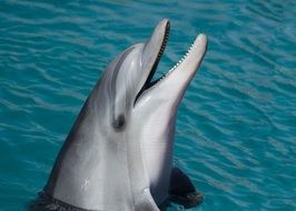 funny dolphin in the water close up