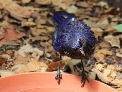 black madagascar drongo close-up