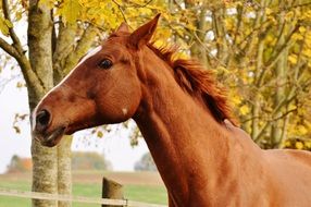farm horse in golden autumn