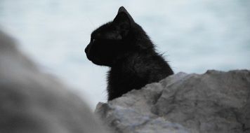 black kitty in profile