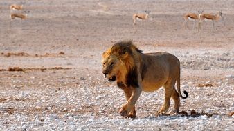 Lion walking in desert, Namibia