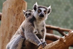 mother lemur with child in captivity, germany, munich