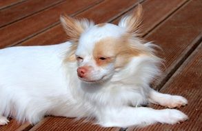 white long hair chihuahua