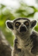 cute lemur in the park