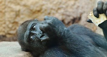 eating gorilla in hellabrunn zoo