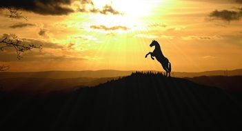 silhouette of a graceful horse at sunset