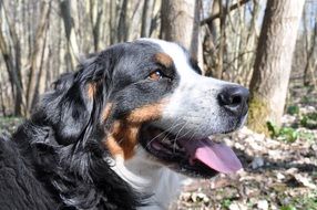 bernese mountain dog with tongue hanging out