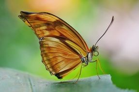 brown butterfly on green leaf