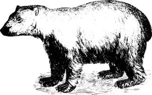 Polar Bear, vintage drawing