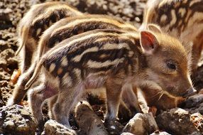 tiny cute wild piglets in the wildpark poing