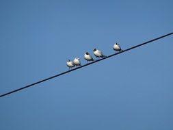 perched birds on power line