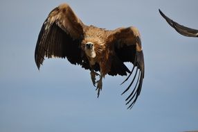 floating in the air wild eagle close-up