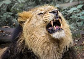 lion with sharp teeth