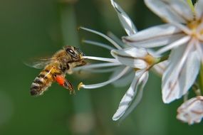 beautiful and amazing Bee on white flower close up