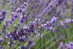 charming Lavender flower