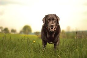 labrador stands on green grass