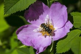 wild rose fly