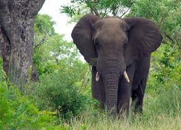 elephant in the kruger national park