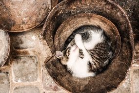 cat is sleeping in the pipe