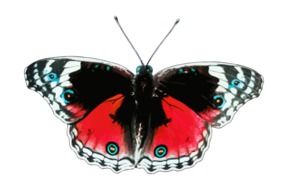 red-black exotic butterfly