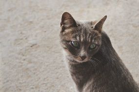 gray kitten with a sad look