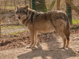 predatory wolf in the zoo