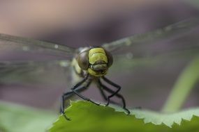 dragonfly on a green leaf