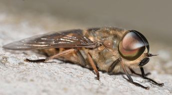 diptera Insect close