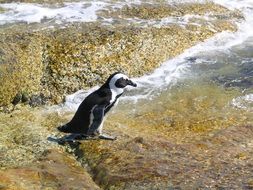 black and white penguin
