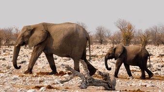 Elephants family in national park