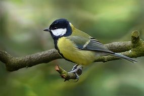 great Tit on branch, blurred background