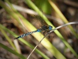 Blue dragonfly sit on a branch
