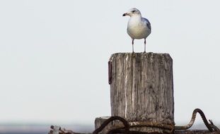 seagull on a stump near the ocean