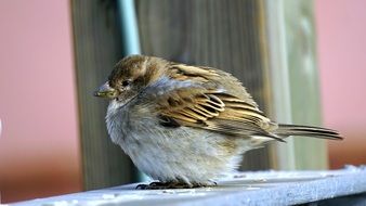 furry sparrow on a wooden bench