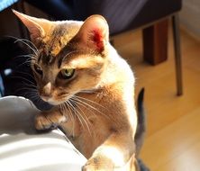 curious domesticyoung cat