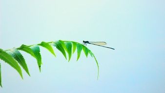 perfect beautiful Dragonfly Insect