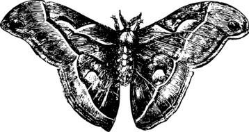 Insect Moth drawing