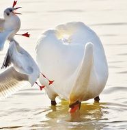 swan and seagulls in a water
