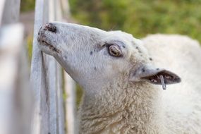 Sheep head to Fence