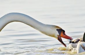 swan on the pond close up