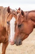 brown Horse Nuzzle portrait