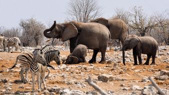 Beautiful varieties of colorful animals in a national park in africa