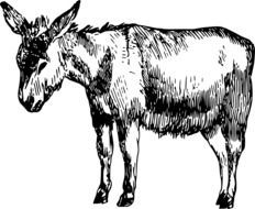 Donkey Mammal as a drawing