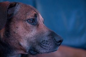 muzzle of a brown dog close-up on blurred background