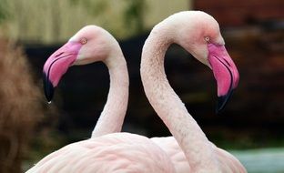 pair of pink flamingos